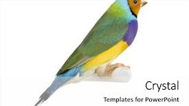  Presentation with animal pets on white - PPT layouts consisting of budgie - gouldian finch - erythrura gouldiae background and a white colored foreground