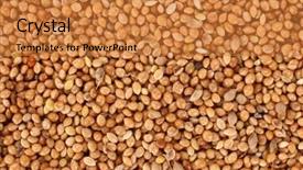  Presentation with millet - Colorful presentation design enhanced with budgie - millet healthy food seeds backdrop and a gold colored foreground