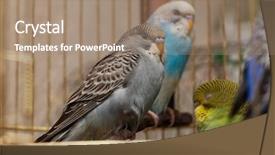  Presentation with rib cage - Amazing presentation theme having budgie - several small sleeping budgerigars backdrop and a coral colored foreground