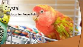  Presentation with parrots - Theme enhanced with budgie and lovebird parrots background and a coral colored foreground