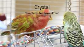  Presentation with parrots - Audience pleasing theme consisting of budgie and lovebird parrots backdrop and a coral colored foreground