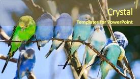  Presentation with birds - Cool new slide set with abstract architecture 3d illustration backdrop and a black colored foreground