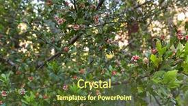  Presentation with celery - PPT layouts featuring buds of celery-top pine background and a tawny brown colored foreground