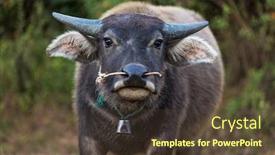  Presentation with chemistry solid state - Theme having bufallos-of-the-shan-state background and a tawny brown colored foreground