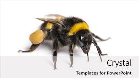  Presentation with bumblebee - Presentation theme with buff-tailed bumblebee bombus terrestris background and a light gray colored foreground