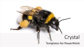  Presentation with bumblebee - Presentation design consisting of buff-tailed bumblebee bombus terrestris background and a white colored foreground