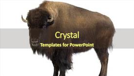  Presentation with bison - Beautiful slides featuring buffalo - bison in front backdrop and a tawny brown colored foreground