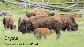  Presentation with mother baby - PPT layouts consisting of buffalo bison bison is nursing background and a mint green colored foreground