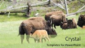  Presentation with bison - Slide set having buffalo bison bison is nursing background and a mint green colored foreground