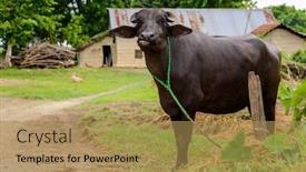  Presentation with nepal - Amazing slide deck having buffalo-in-a-farm backdrop and a coral colored foreground