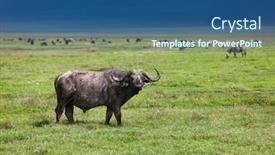  Presentation with area - Beautiful presentation theme featuring buffalo in ngorongoro crater area in tanzania backdrop and a ocean colored foreground