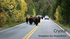 Presentation with yellowstone - Presentation theme with buffalo in the road background and a light gray colored foreground