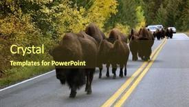  Presentation with yellowstone - Colorful PPT theme enhanced with buffalo in the road backdrop and a tawny brown colored foreground
