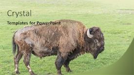  Presentation with yellowstone - Audience pleasing slide set consisting of buffalo in yellowstone national park wyoming usa backdrop and a soft green colored foreground
