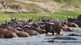  Presentation with river - Colorful PPT theme enhanced with neighbors be good neighbor - buffaloes and hippos backdrop and a coral colored foreground