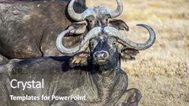  Presentation with animals habitat - Cool new presentation theme with buffaloes rest in the grass backdrop and a gray colored foreground