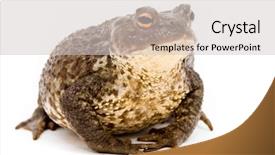  Presentation with european unit - Colorful PPT layouts enhanced with bufo-bufo-common-european-toad backdrop and a light gray colored foreground