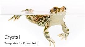  Presentation with white green - PPT layouts enhanced with bufo viridis green toad swimming in water on white background background and a white colored foreground