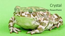  Presentation with shot - Cool new presentation theme with bufo viridis green toad on green background studio macro shot backdrop and a mint green colored foreground