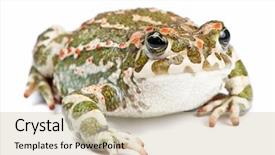  Presentation with white green - Colorful PPT theme enhanced with bufo viridis green toad backdrop and a soft green colored foreground