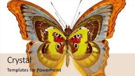  Presentation with butterfly - Cool new slide set with hammerhead shark in its natural habitat in the ocean backdrop and a navy blue colored foreground