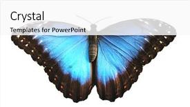  Presentation with butterfly - Beautiful slides featuring bug free - beautiful blue butterfly morpho peleides backdrop and a white colored foreground