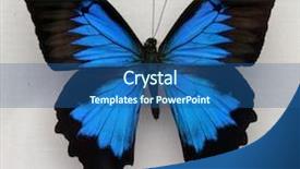  Presentation with moth - Amazing slides having bug free - beautiful moth or butterfly backdrop and a ocean colored foreground
