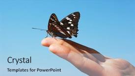  Presentation with butterfly - Colorful presentation theme enhanced with bug free - black butterfly sitting on finger backdrop and a light blue colored foreground