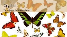  Presentation with butterflies - Audience pleasing slides consisting of bug free - butterflies collection backdrop and a yellow colored foreground