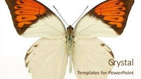  Presentation with butterfly - Colorful PPT layouts enhanced with bug free - butterfly graphium eurypylus on white backdrop and a lemonade colored foreground