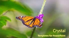  Presentation with butterfly - Colorful presentation theme enhanced with bug free - butterfly on spring flowers backdrop and a tawny brown colored foreground