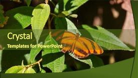  Presentation with butterfly - Slide deck with bug free - butterfly on spring flowers background and a tawny brown colored foreground