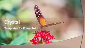  Presentation with butterfly - Audience pleasing slides consisting of bug free - butterfly on spring flowers backdrop and a coral colored foreground