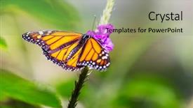  Presentation with butterfly - Colorful presentation theme enhanced with bug free - butterfly on spring flowers backdrop and a mint green colored foreground