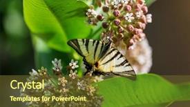 Presentation with butterfly - PPT theme with bug free - butterfly on spring flowers background and a tawny brown colored foreground