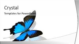  Presentation with butterfly - PPT theme featuring bug free - butterfly papilio ulysses on white background and a white colored foreground