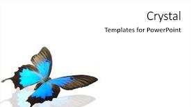  Presentation with butterfly - Slide set consisting of bug free - butterfly papilio ulysses on white background and a white colored foreground