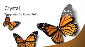  Presentation with butterfly - Beautiful theme featuring bug free - butterfly backdrop and a white colored foreground