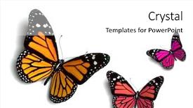  Presentation with butterfly - Presentation having bug free - butterfly background and a white colored foreground
