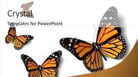  Presentation with butterfly - Beautiful PPT layouts featuring bug free - butterfly backdrop and a white colored foreground