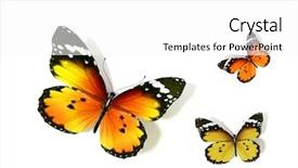  Presentation with butterfly - Theme consisting of bug free - butterfly background and a white colored foreground