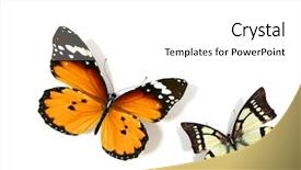  Presentation with butterfly - Colorful theme enhanced with bug free - butterfly backdrop and a white colored foreground