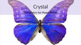  Presentation with butterfly - Cool new PPT theme with bug free - color butterfly isolated on white backdrop and a light blue colored foreground