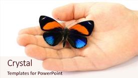  Presentation with orange butterfly - Colorful presentation theme enhanced with bug free - hand of a male child backdrop and a lemonade colored foreground