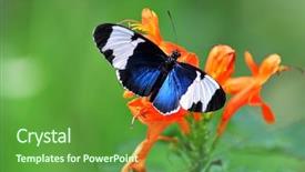  Presentation with orange butterfly - Beautiful presentation design featuring bug free - heliconius cydno butterfly perched backdrop and a tawny brown colored foreground