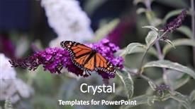  Presentation with monarch butterfly - Audience pleasing PPT layouts consisting of bug free - monarch butterfly backdrop and a gray colored foreground