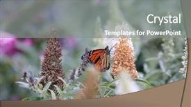  Presentation with monarch butterfly - Slide deck featuring bug free - monarch butterfly background and a gray colored foreground