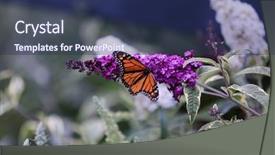  Presentation with monarch butterfly - Cool new theme with bug free - monarch butterfly backdrop and a ocean colored foreground