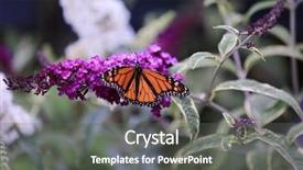  Presentation with monarch butterfly - Beautiful PPT layouts featuring bug free - monarch butterfly backdrop and a gray colored foreground