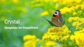  Presentation with multicolor - Beautiful presentation theme featuring bug free - multicolor butterfly sitting backdrop and a seafoam green colored foreground